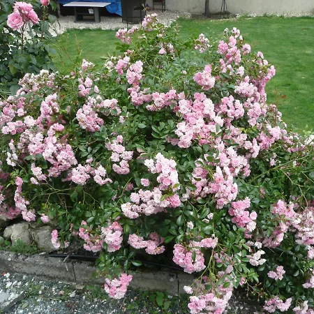 Maison Blanc Отель типа 